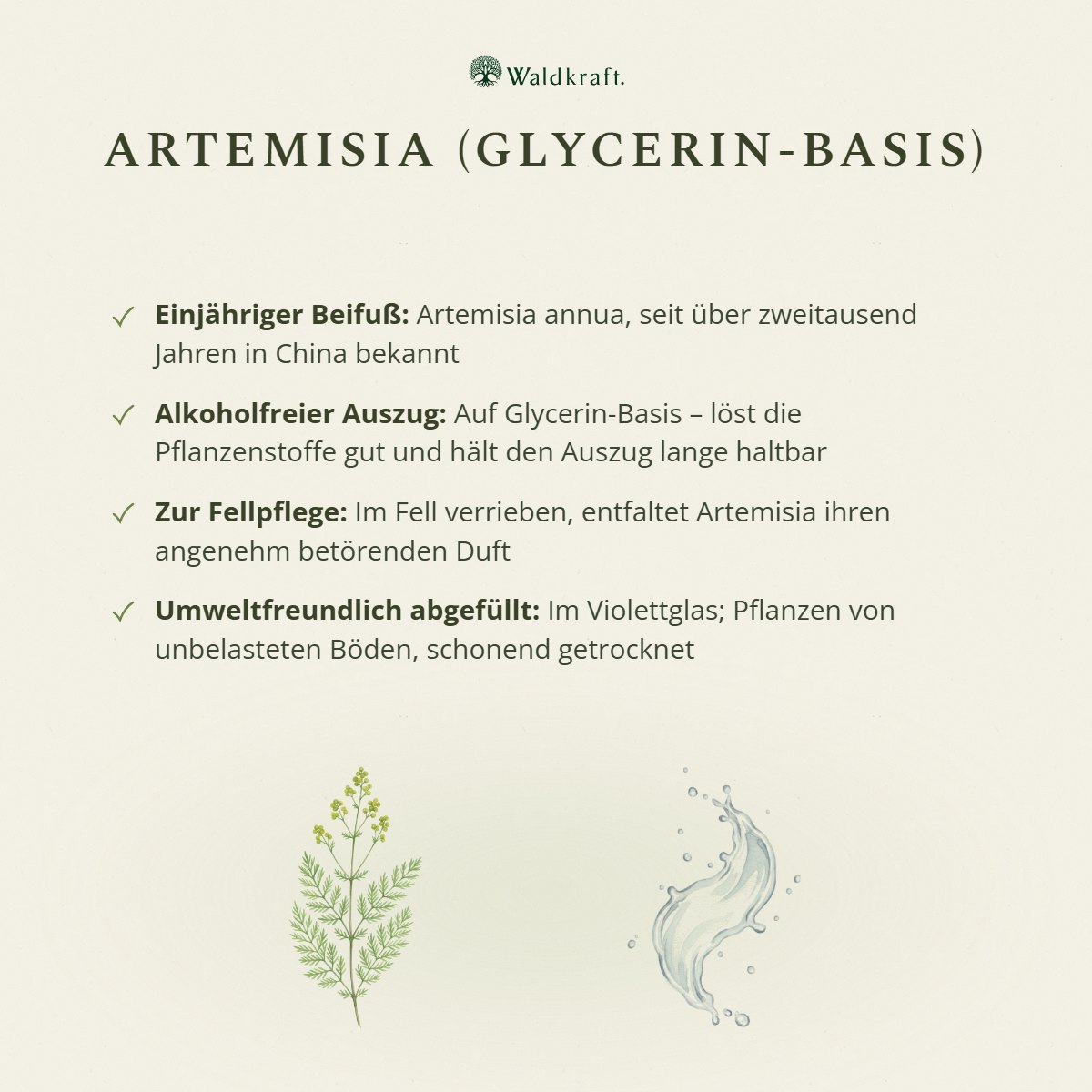 Artemisia annua, Einjähriger Beifuß, Glycerin-Auszug, 50ml von Waldkraft, Ansicht 4