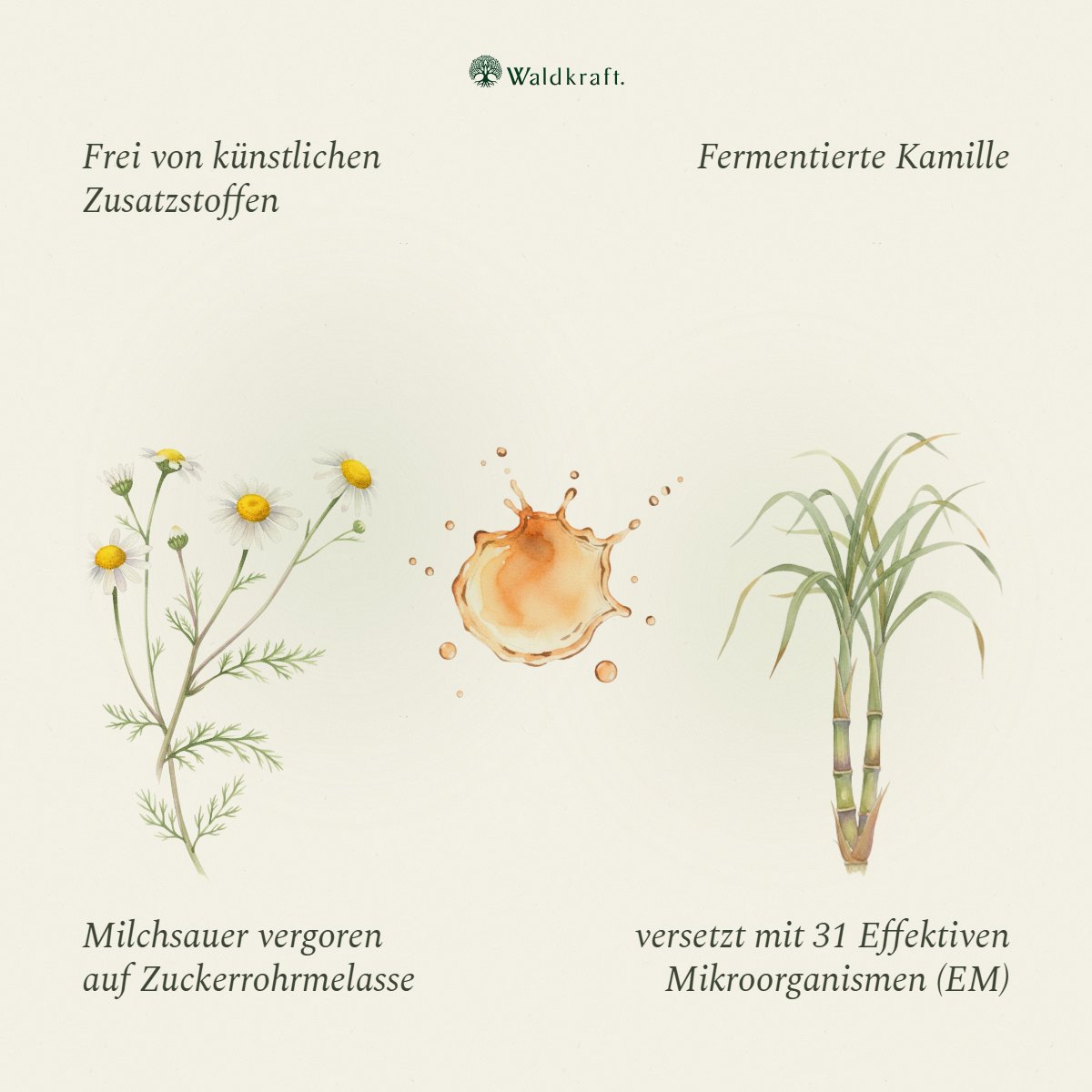 Floratur EM Premium – Kamillenferment mit 31 Mikroorganismen – 500ml