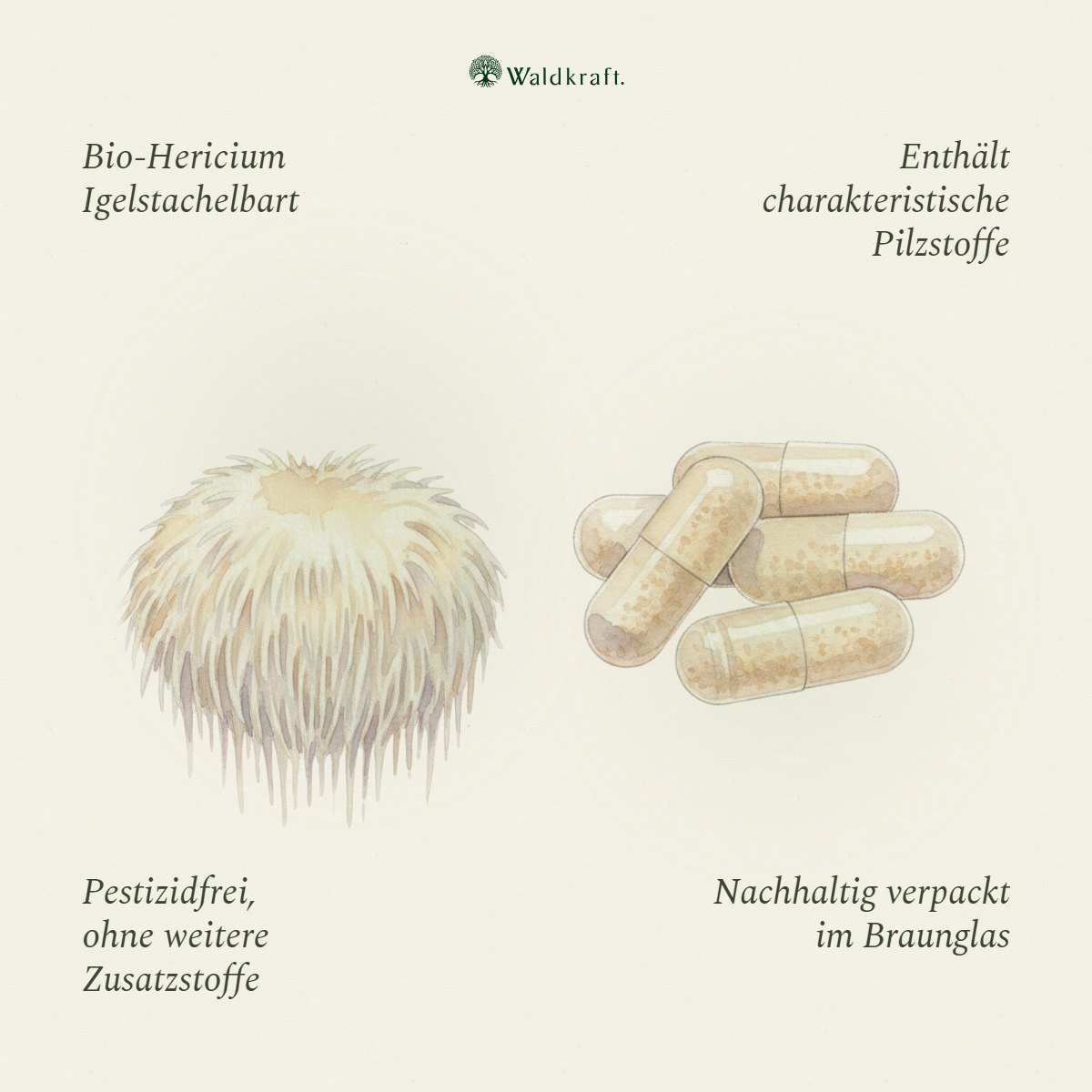 Kraftpilz Hericium – Bio-Pulver & Extrakt – 120 Kapseln