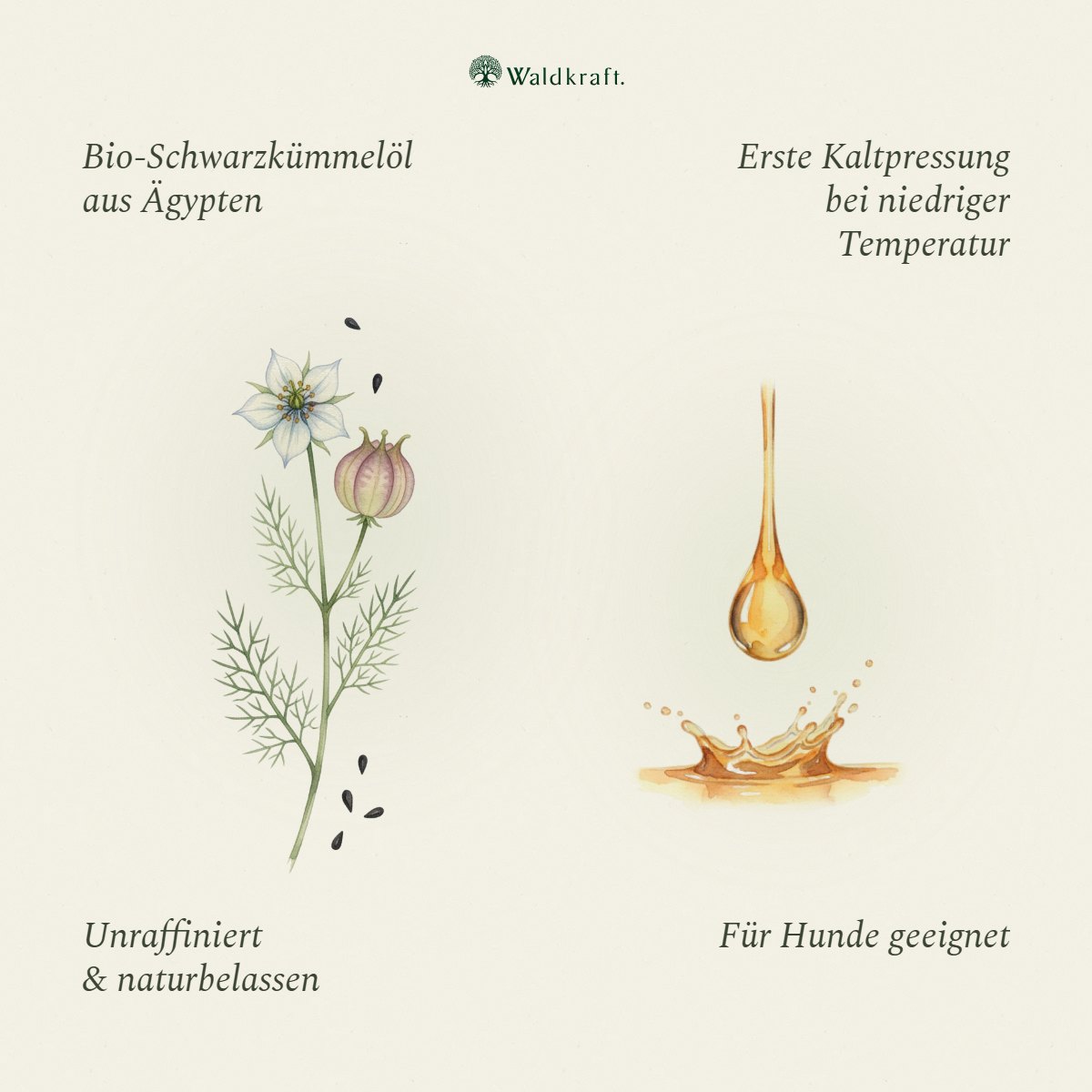 BIO Schwarzkümmelöl aus Ägypten – 1. Kaltpressung – 250ml