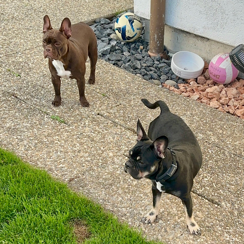 Bluemoon Hunde im Garten