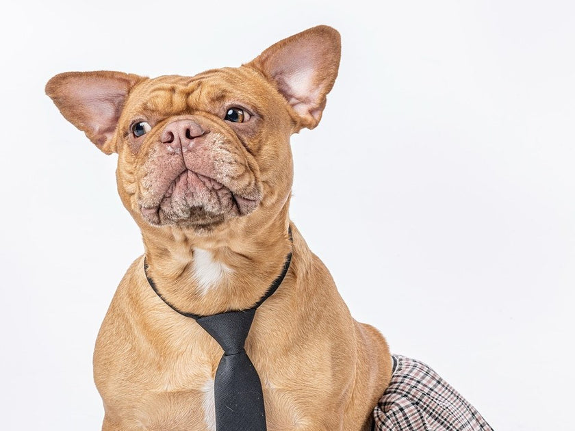 Hailey, Bluemoon French Bulldog
