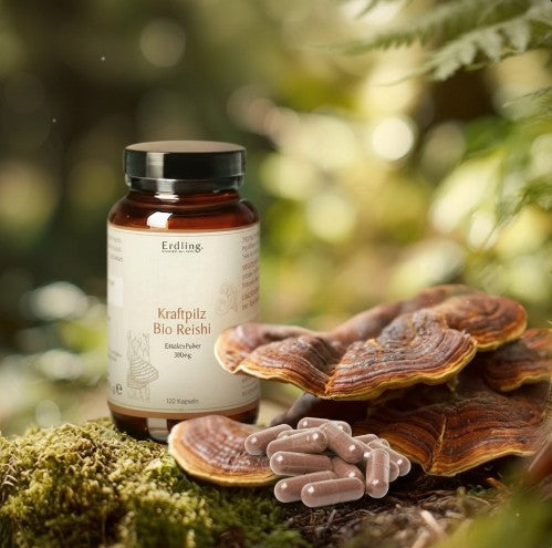 Kraftpilz Reishi – Bio-Pulver & Extrakt – 120 Kapseln
