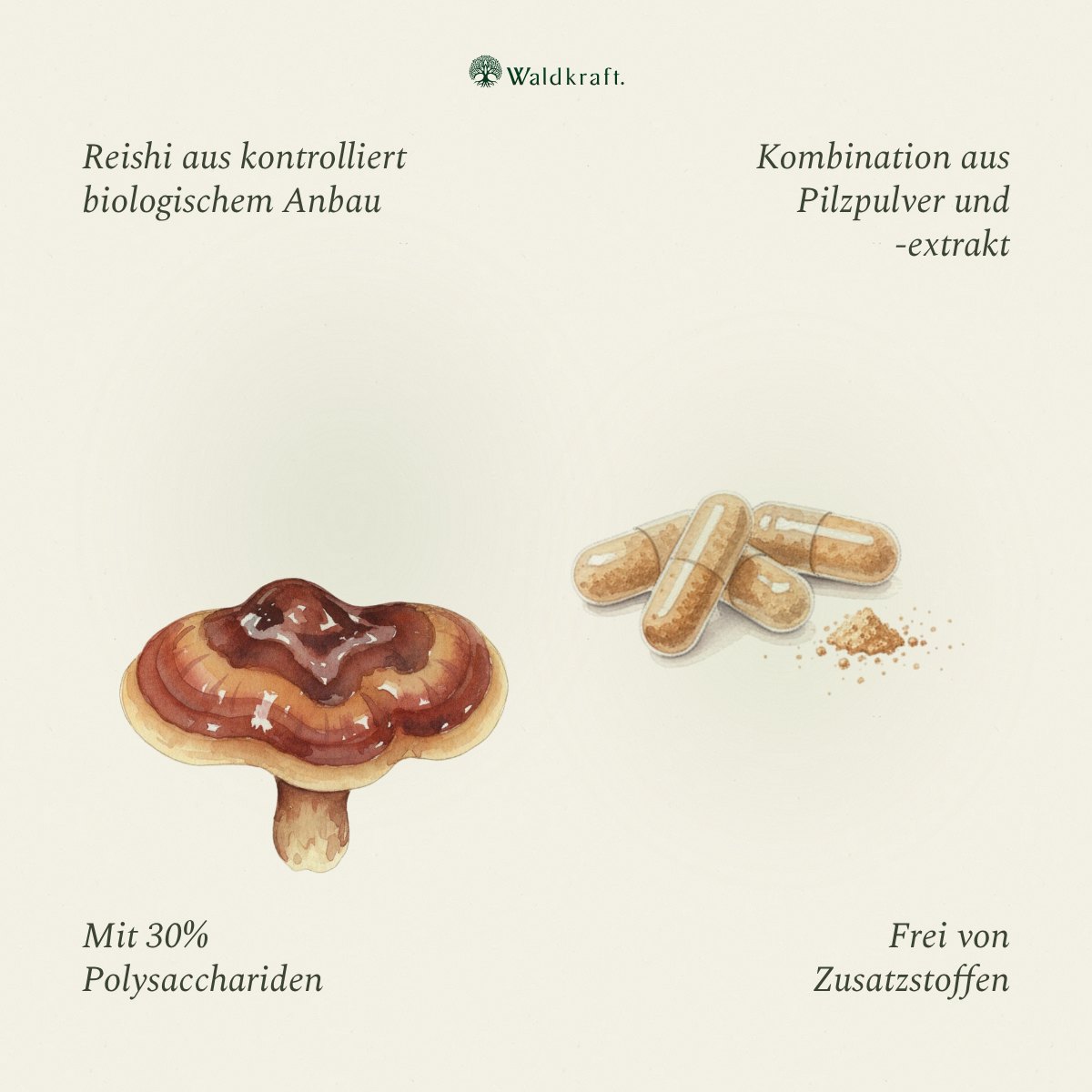 Kraftpilz Reishi – Bio-Pulver & Extrakt – 120 Kapseln