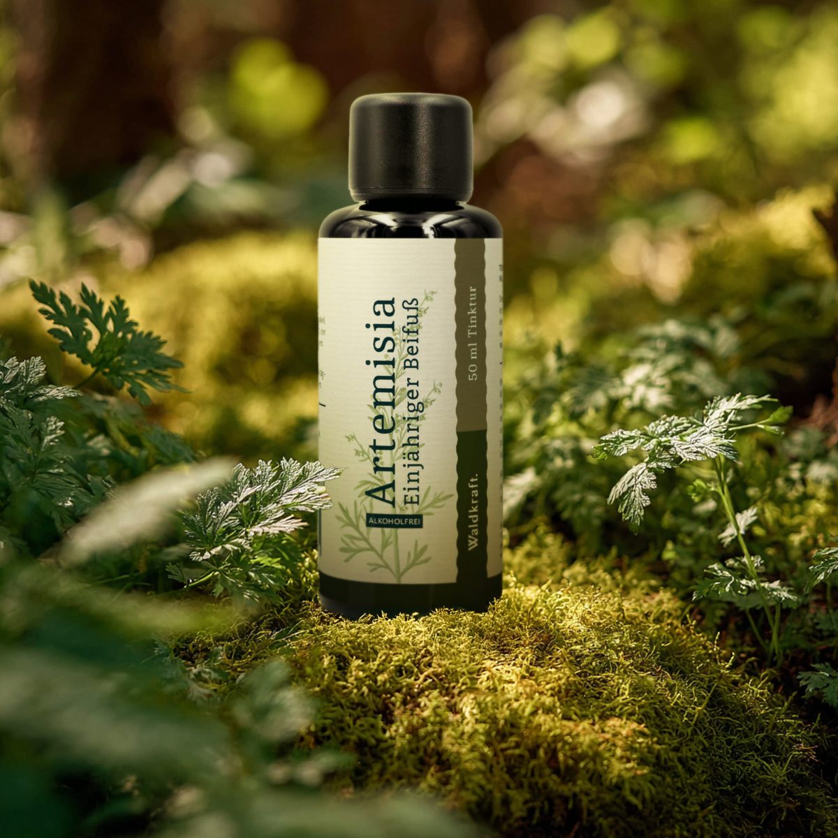 Artemisia annua – Einjähriger Beifuß – Glycerin-Auszug – 50ml